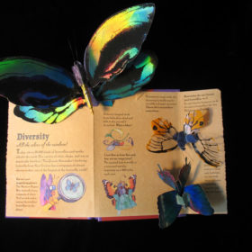 Young Naturalist’s Pop-Up Handbook: Butterflies