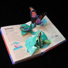 Young Naturalist’s Pop-Up Handbook: Butterflies