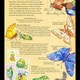 Young Naturalist’s Handbook: Insect-lo-pedia