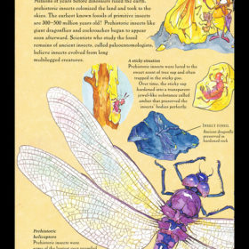 Young Naturalist’s Handbook: Insect-lo-pedia