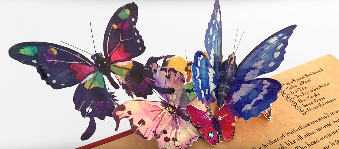 Young naturalist's Pop-Up Handbook Butterflies